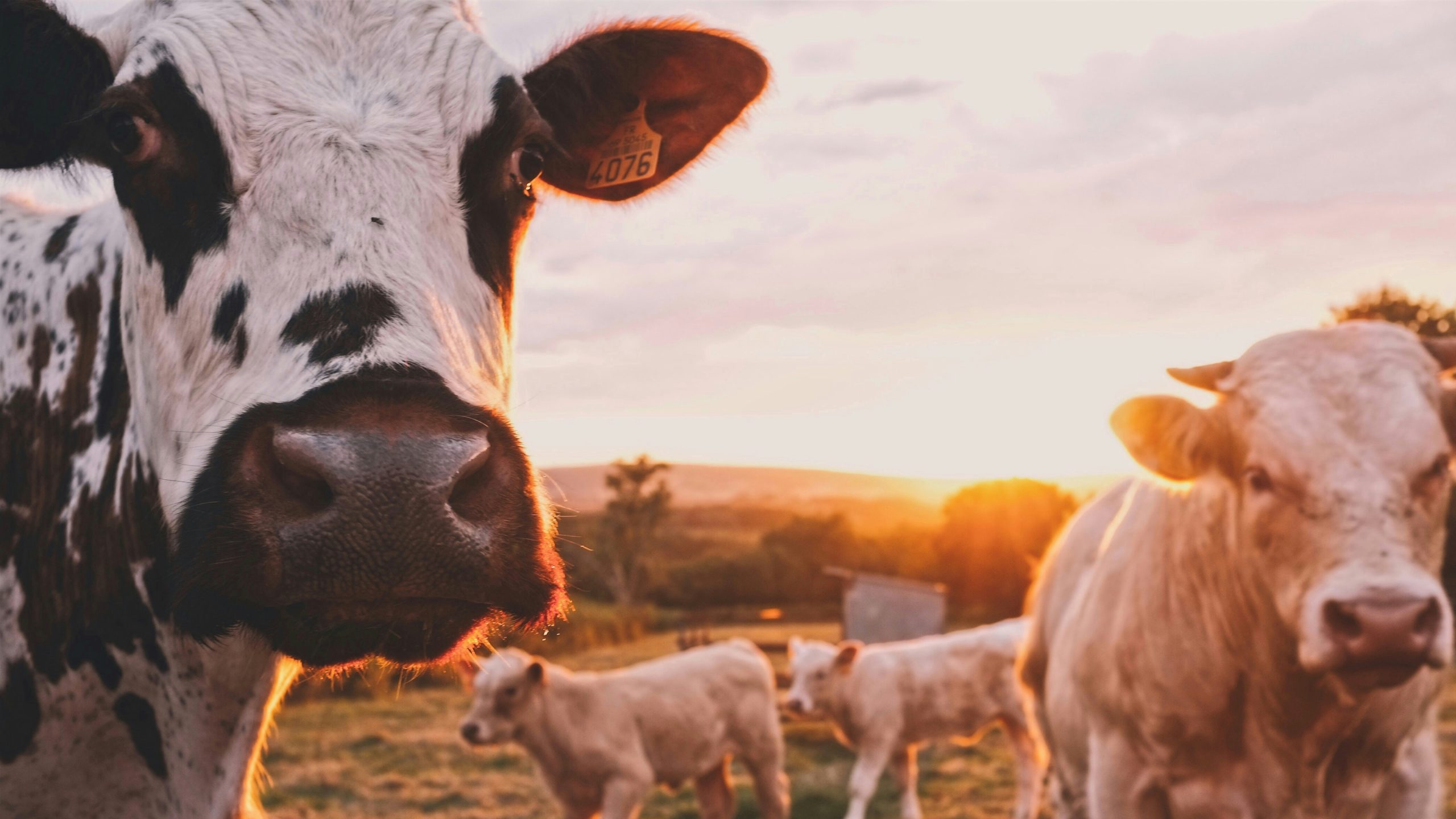 Foot and Mouth Disease Outbreak Sparks Urgent Action