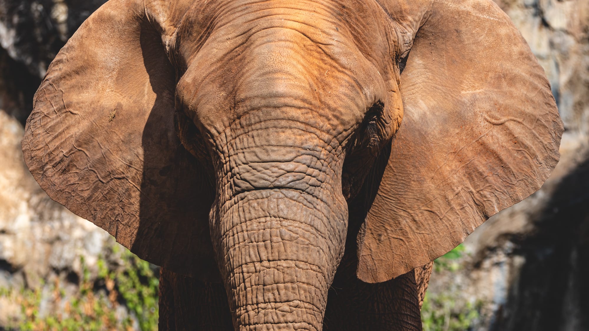 Single-tusked Elephant Hunt After 22 Deaths in India