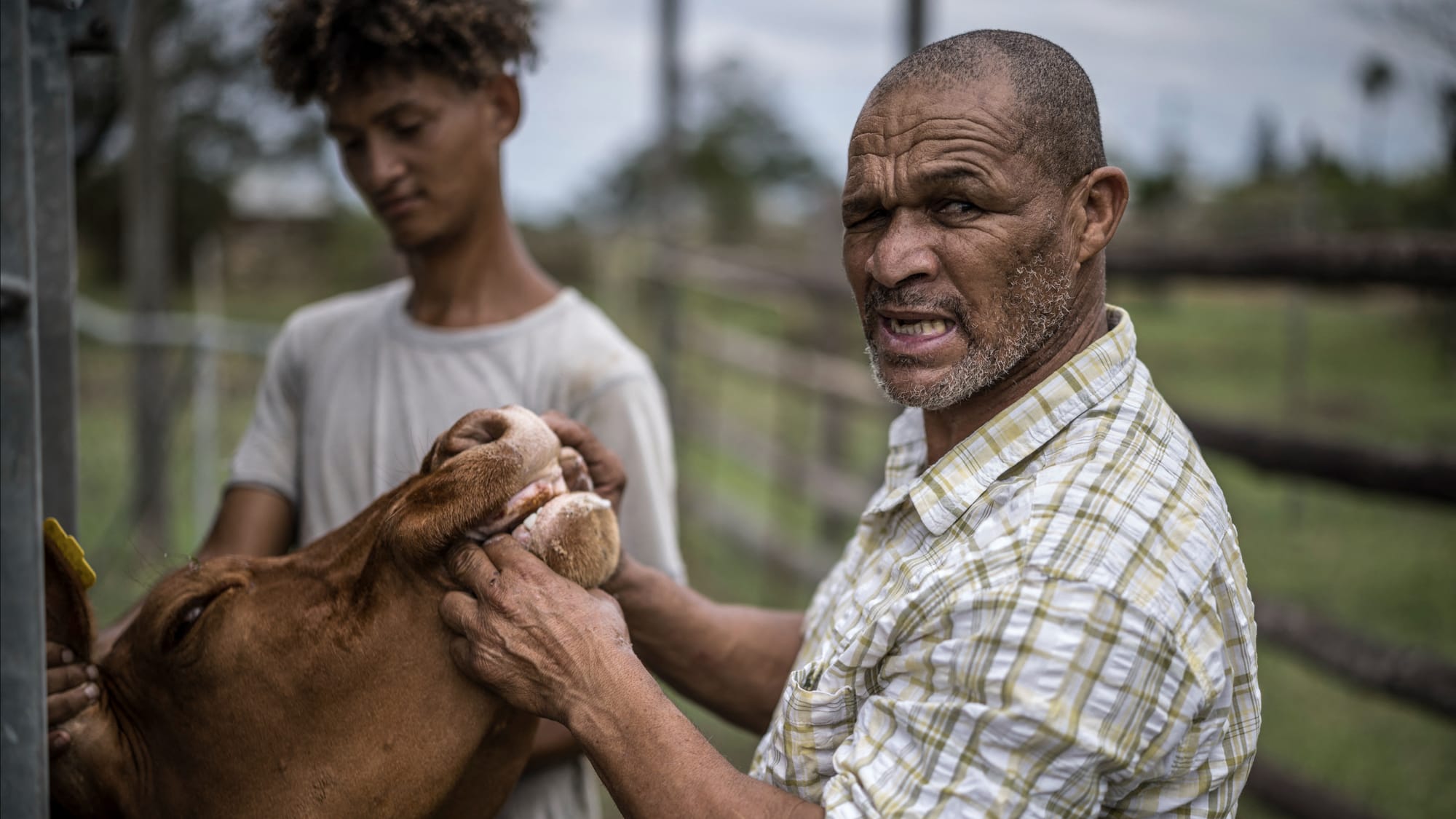 South Africa Battles Devastating Foot-and-Mouth Outbreak